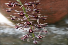 Cymbidium aloifolium